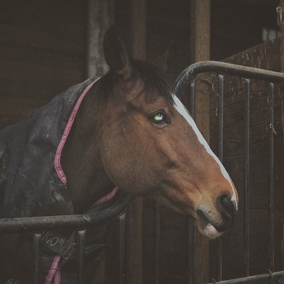 Meet your Posher, Taylor - Picture 1 of 1